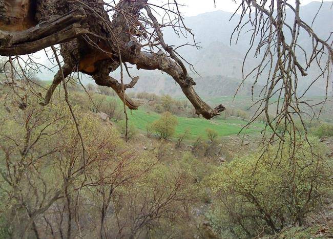 روستای فرهاد آباد قروه