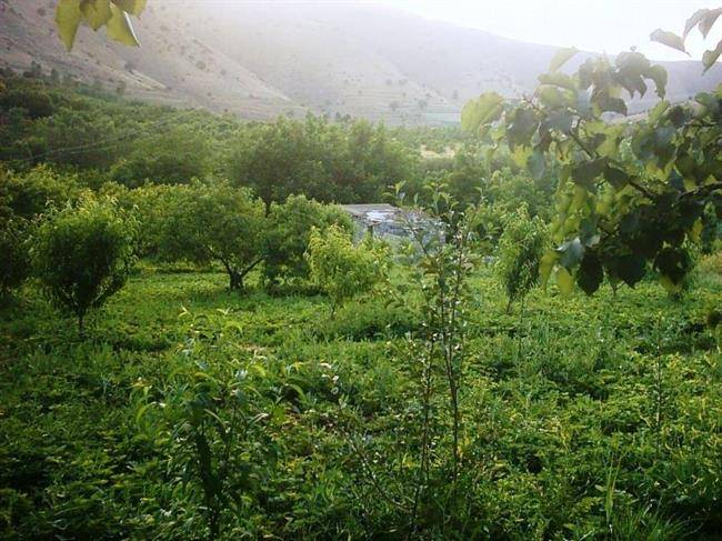 روستای چناره