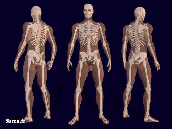 نام استخوان های بدن مجله پزشکی اسکلت بدن زن اسکلت بدن انسان آناتومی اسکلت آناتومی