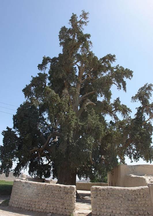 سرو زربین سنگان