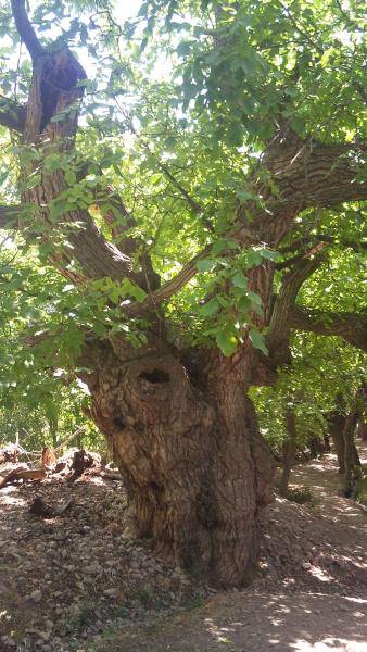 روستای غازم آباد