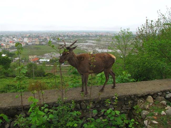 پارک جنگلی سیاهداران