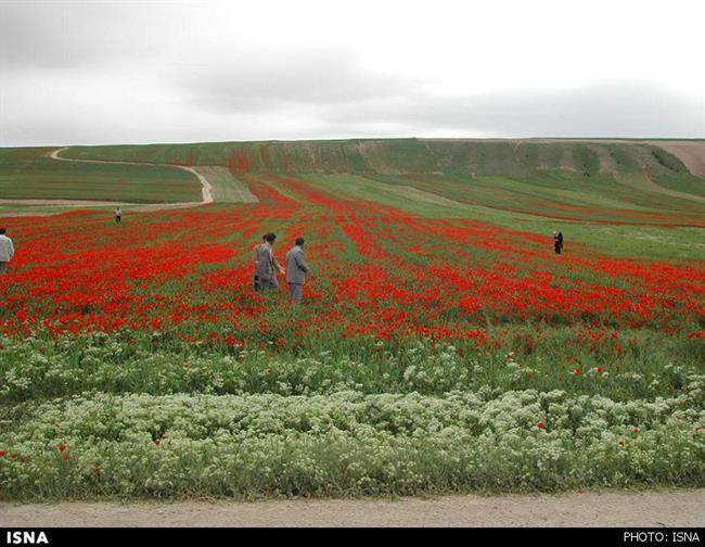 استقبال گردشگران از جشنواره شقایق‌های «کالپوش»