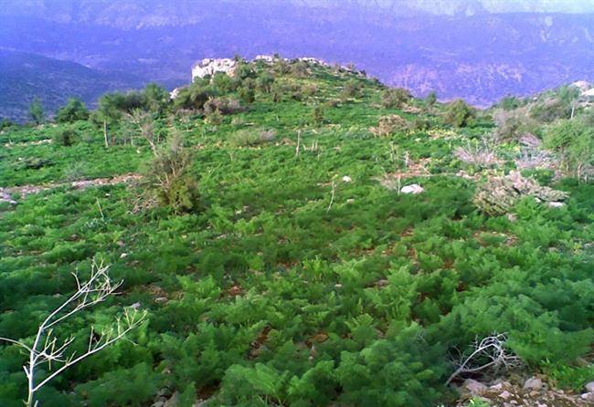 منطقه حفاظت شده سیوک