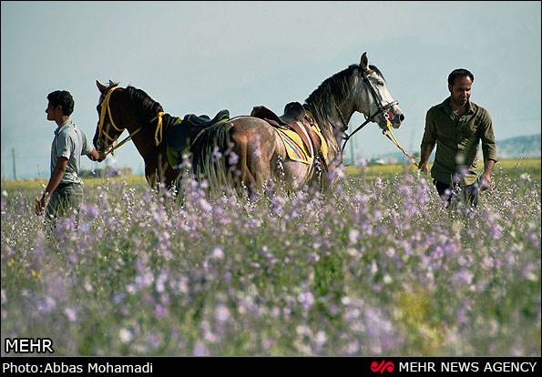 روستای چاه شرف