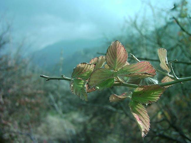 روستای هرایرز