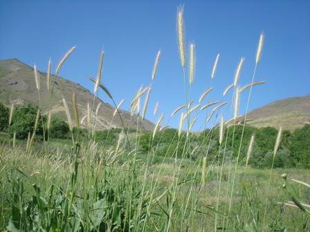 روستای مشانه