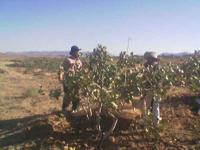 روستای طاغوک