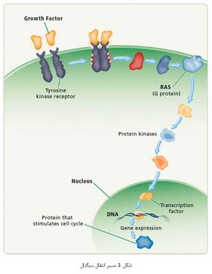 بیولوژی سلولی و سرطان (1)