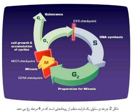 بیولوژی سلولی و سرطان (1)