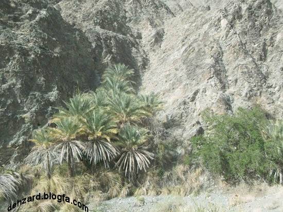 روستای ده زرد