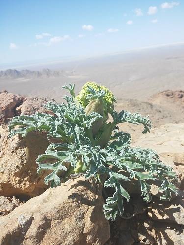 روستای سهل آور