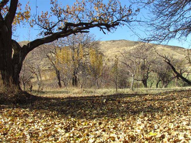 روستای کیونان