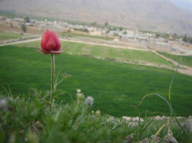 روستای القچین