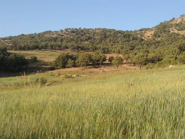 روستای چنارستان سفلی