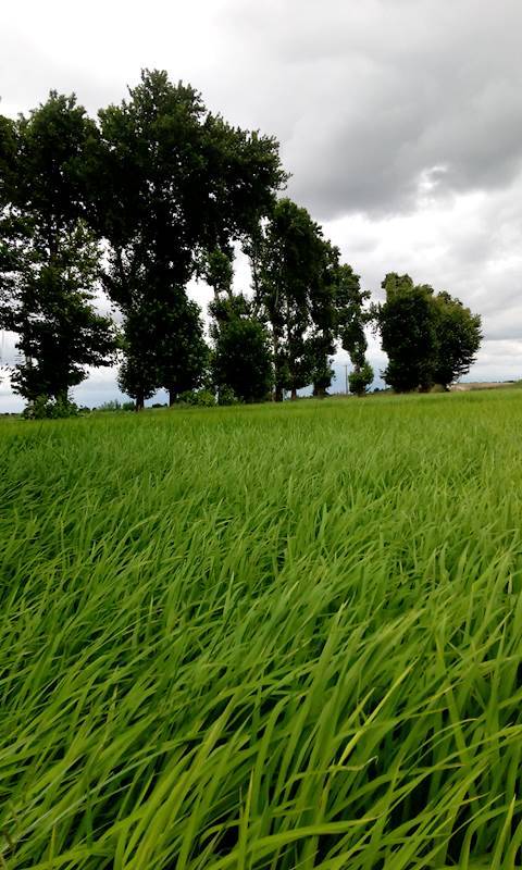 روستای پیرواش سفلی روستای پیرواش سفلی