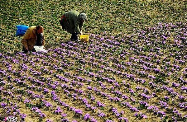 روستای وامنان