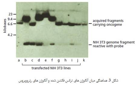   آنکوژن های سلولی و نقش آن ها در سرطان (1)