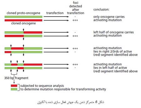   آنکوژن های سلولی و نقش آن ها در سرطان (1)