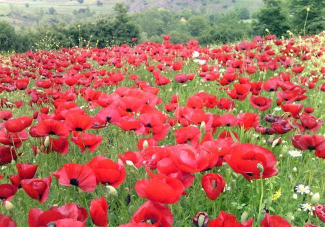 روستای چهارمحل