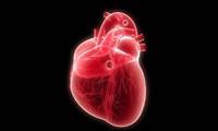 علل، علائم و درمان بزرگ شدن قلب - 3