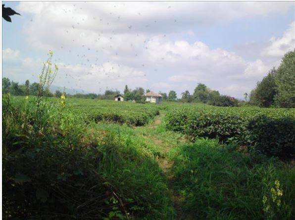 روستای لشکاجان