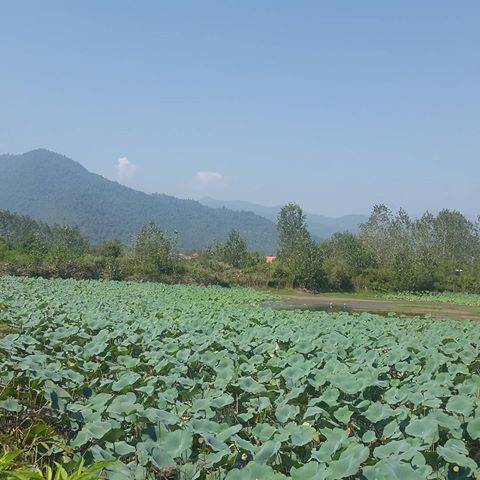 روستای پاشکم