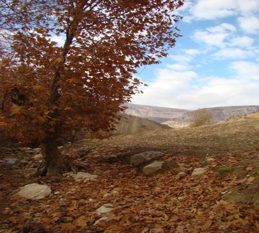 روستای بسطام