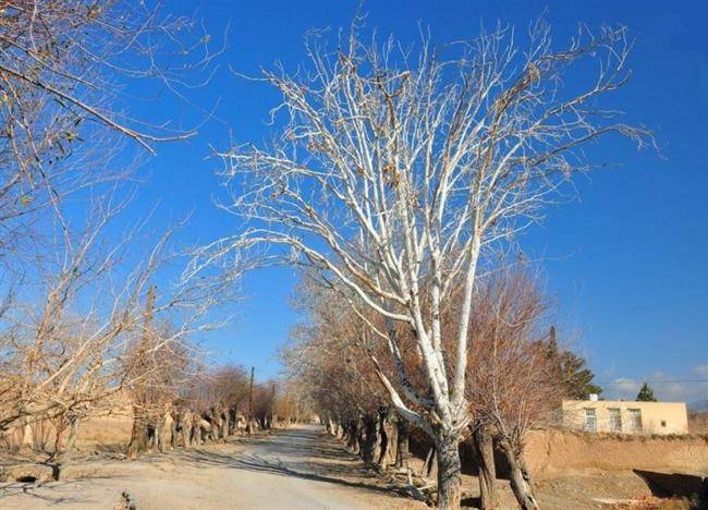 روستای باغستان علیا