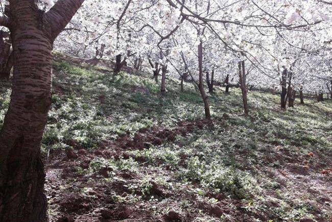 روستای ناصرآباد کجور