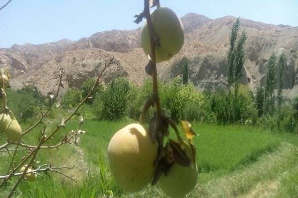 روستای سرند