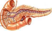 آناتومی پانکراس انسان با توضیحات از طریق نمودار