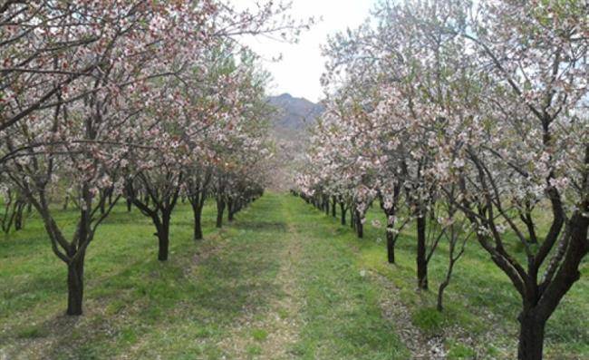 روستای خوشاب