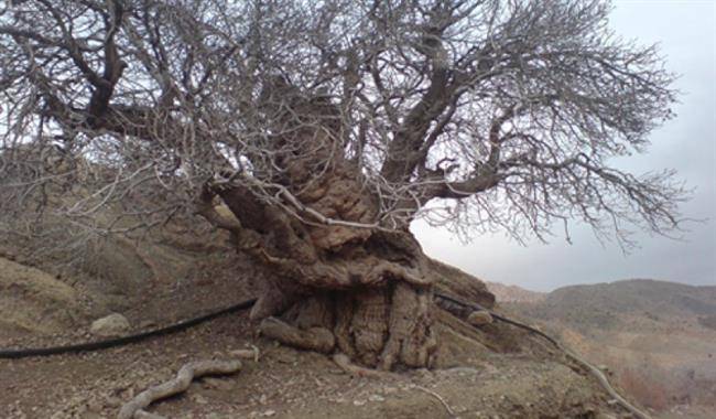 روستای خوشاب