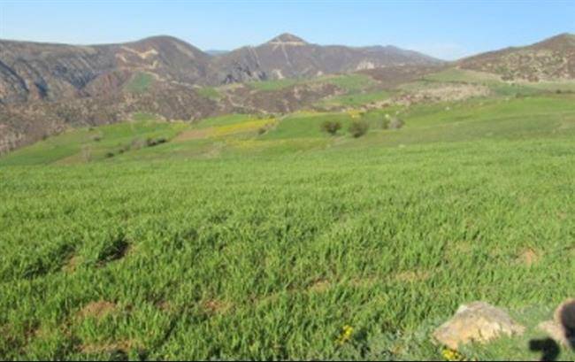 روستای کوا