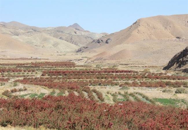 روستای روم