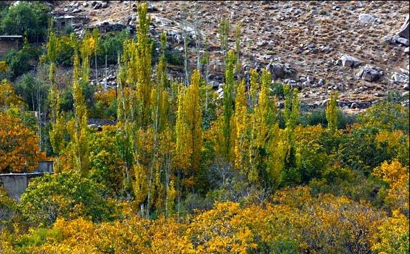 روستای منشاد