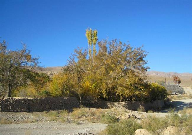 روستای طزنج