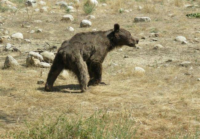 تشکیل پرونده بررسی علت مرگ خرس در دادسرای گالیکش / برخورد با عاملان سهل انگاری و کوتاهی این حادثه