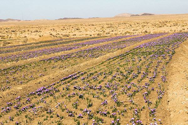 خرید توافقی و امانی زعفران از 20 مهر/شناسایی بازارهای جدید زعفران