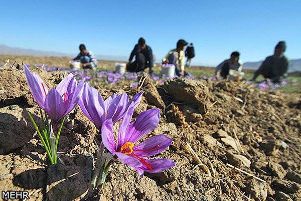 ضرورت ساماندهی صدور زعفران ایران به بازار جهانی