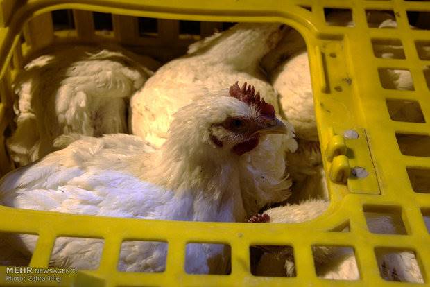 جمع آوری روزانه 800 تن مرغ مازاد از بازار