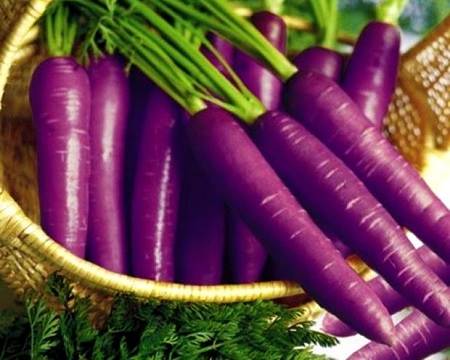 purple-carrots