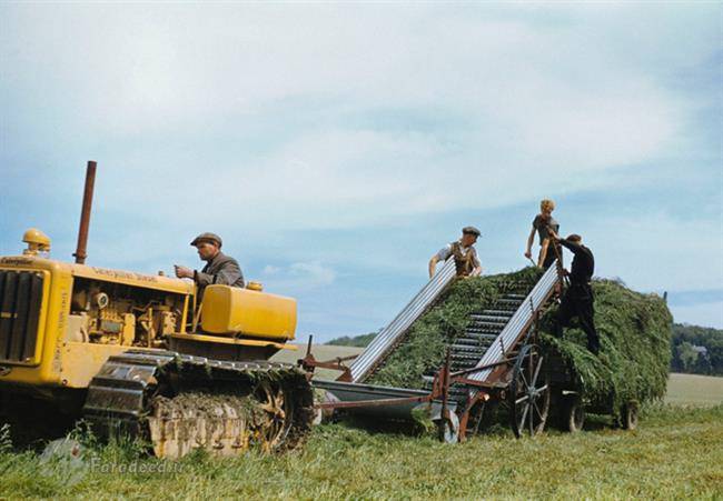 کشاورزان در حال برداشت علوفه در 
