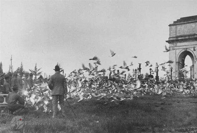 آموزش و به کارگیری کبوترهای نامه رسان در ارتش امریکا. سال 1918