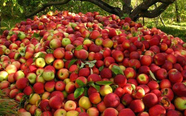 باغ سیب مهرشهر کرج