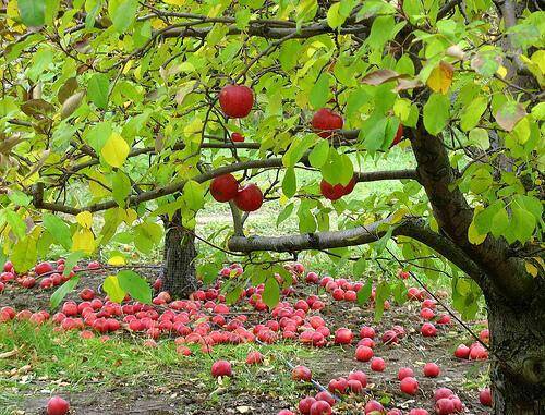 باغ سیب مهرشهر کرج