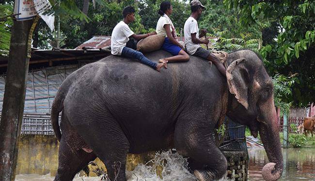 حمل و نقل با فیل