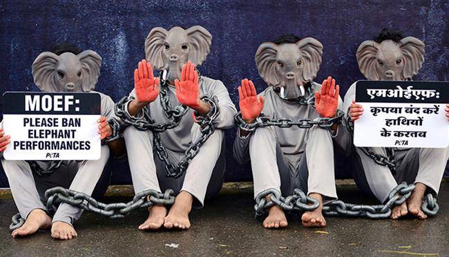 کمپین اعتراض هند فیل
