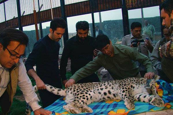 ماجرای ساخت مستند «پناه جان» درباره پلنگی به نام آرزو